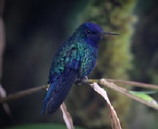 Colibri à tête bleue mâle