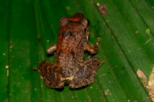 Eleuthérodactyle de Martinique