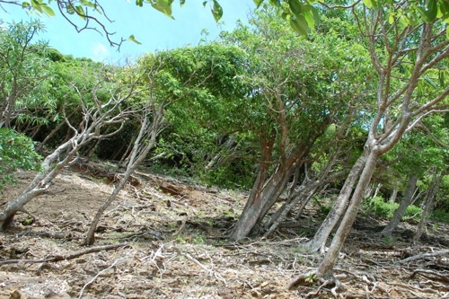 Forêt sèche de la pointe Jean-Claude protégée par APB (La Trinité)