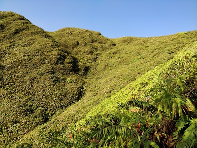 Les flancs de la montagne Pelée, habitat favorable à l'allobate de la Martinique