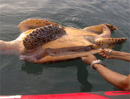 Tortue imbriquée retrouvée morte - 06/10/2006 Tortue imbriquée retrouvée morte - 06/10/2006