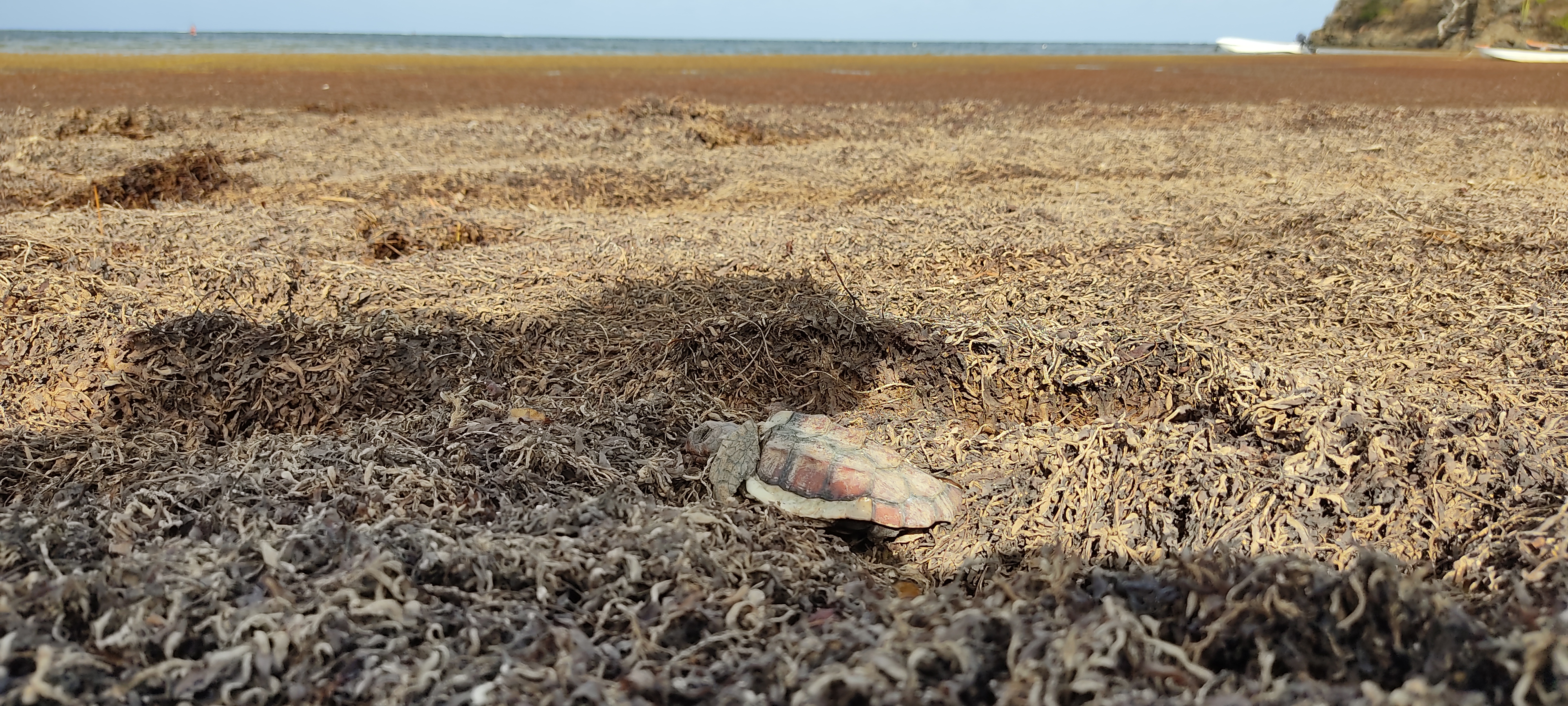 Tortue juvénile prise au piège par les sargasses Tortue juvénile prise au piège par les sargasses