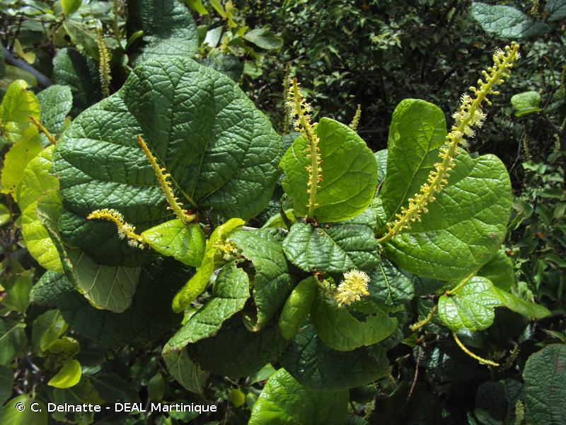 Coccoloba caravellae