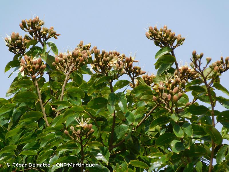 Hymenea courbaril, espèce menacée classée EN
