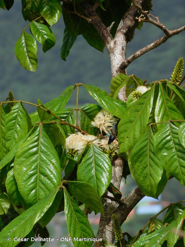 Pwa dou montann Inga martinicensis