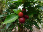 Petite citronnelle (Triphasia trifolia) 