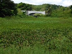 Jacinthe d'eau (<i>Eichhornia crassipes</i>)