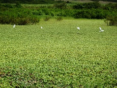 Laitue d'eau (Pistia stratiotes)