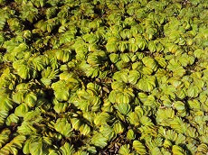 Salvinie géante (Salvinia molesta)
