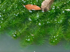 Hydrille verticillée (Hydrilla verticillata)