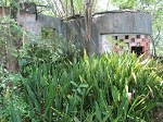 Langue de belle-mère (Sansevieria hyacinthoides)