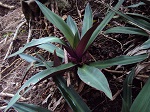Sonde (Tradescantia spathacea)