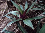 Sonde (<i>Tradescantia spathacea</i>)