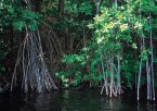 Mangrove Mangrove