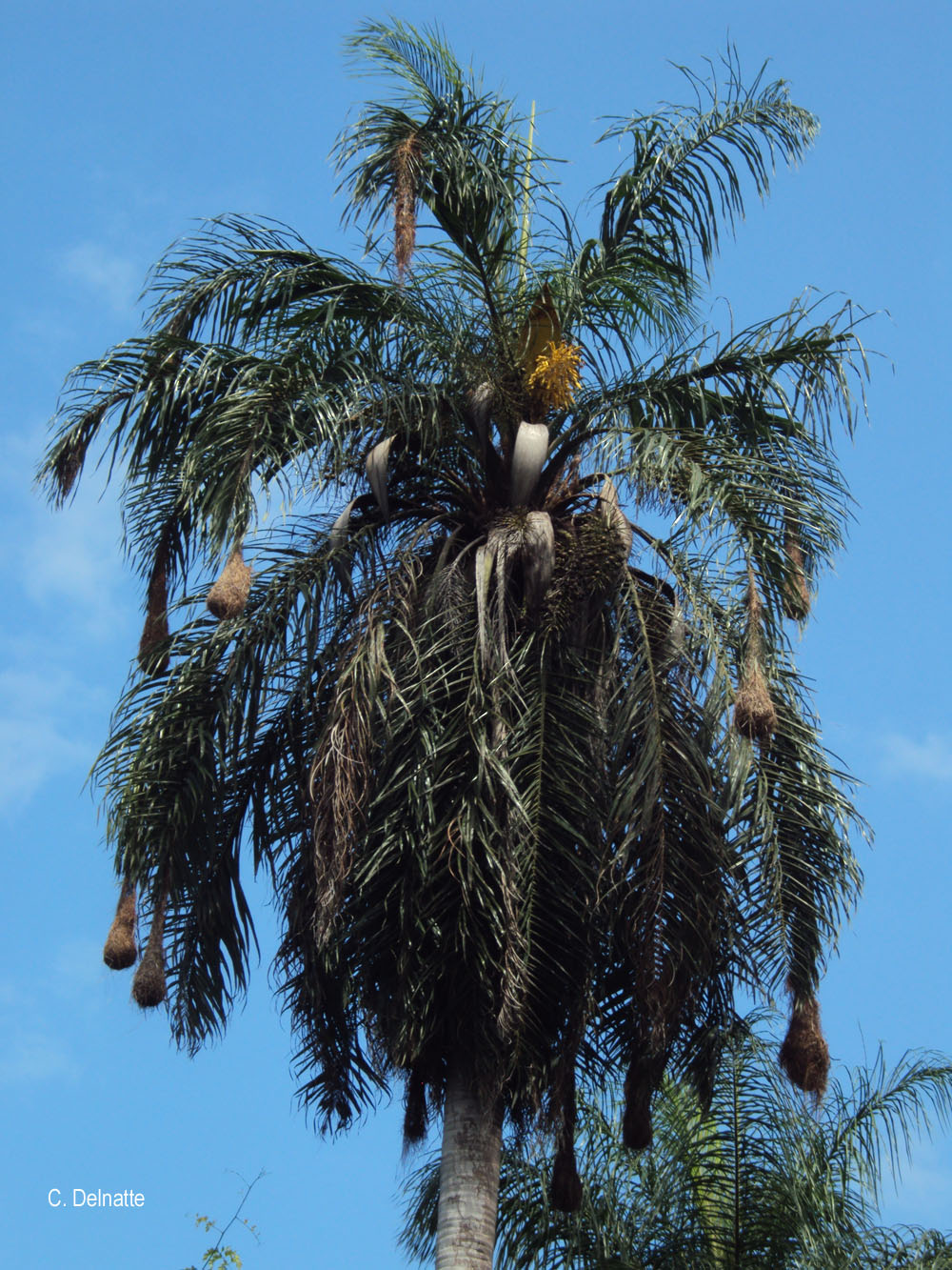 Acrocomia aculeata, espèce protégée