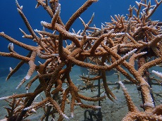 <i>Acropora cervicornis</i>