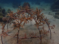 <i>Acropora cervicornis</i>