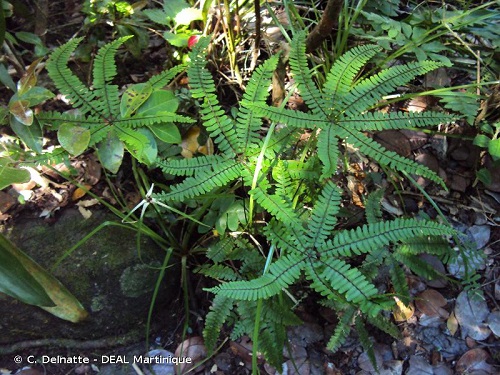 <i>Adiantopsis radiata</i> Adiantopsis radiata