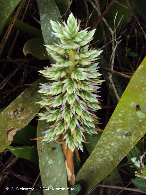 Ananas bois (Aechmea reclinata)