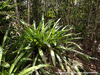Aechmea reclinata 