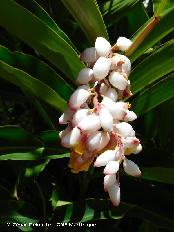 Atoumo (Alpinia zerumbet)