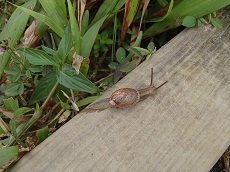 Amphibulima rubescens