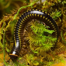 <i>Anadenobolus leucostigma</i> Anadenobolus leucostigma