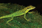 Anolis roquet (Nord-Ouest)
