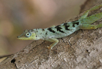 Anolis roquet (Salines)