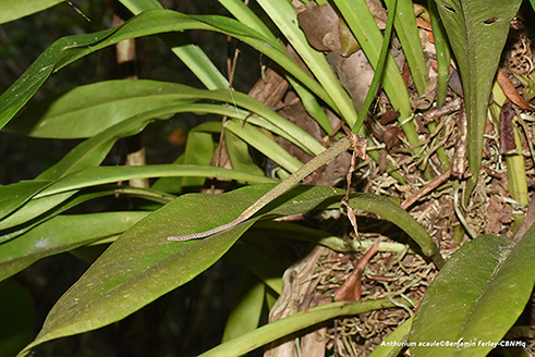 Anthurium acaule
