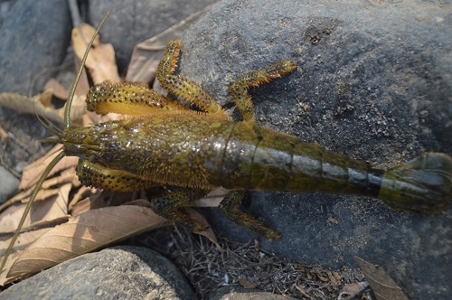 Atya scabra