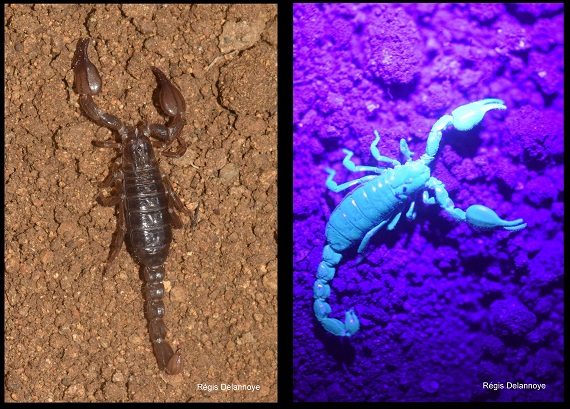 <i>Didymocentrus martinicae</i> (observé à la lampe UV à droite)