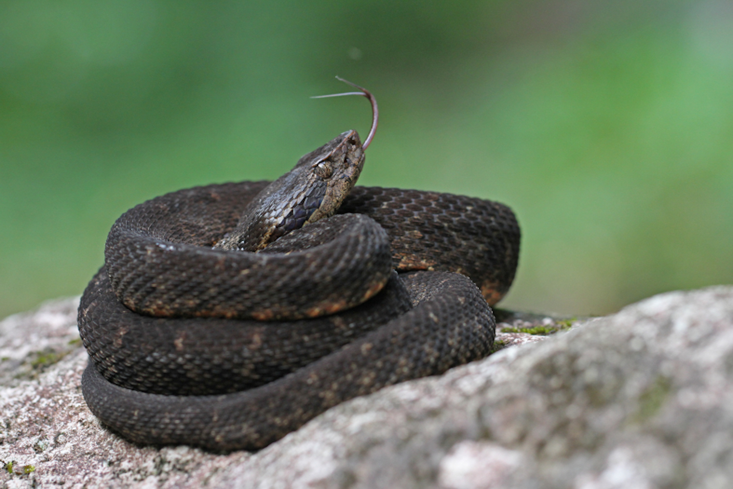 Bothrops fer de lance