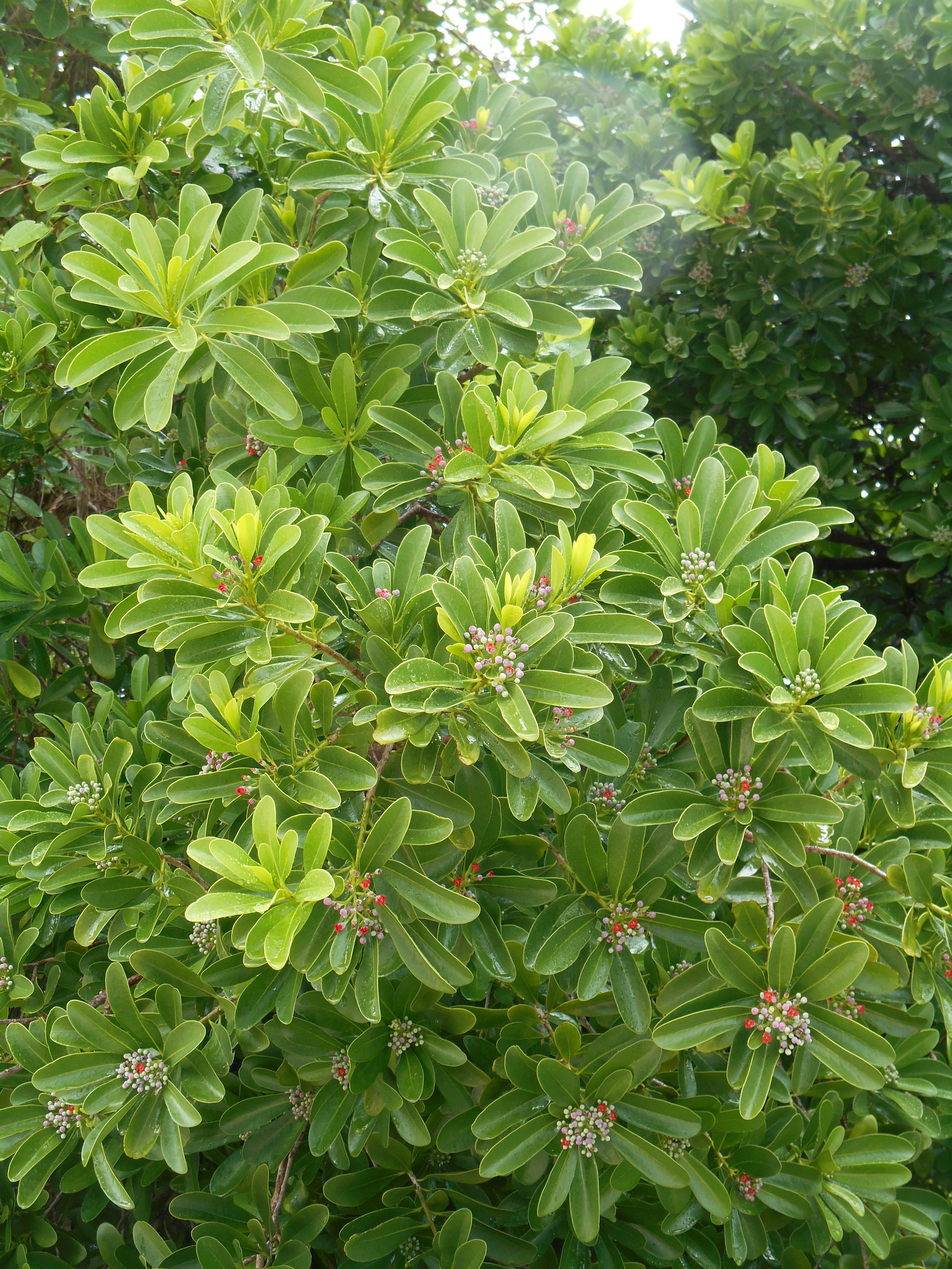 Bois canelle (Canella winterana)