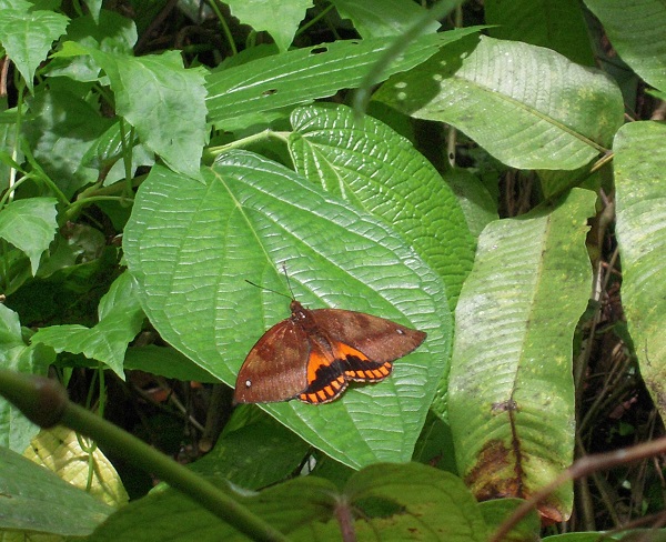 Castnia pinchoni