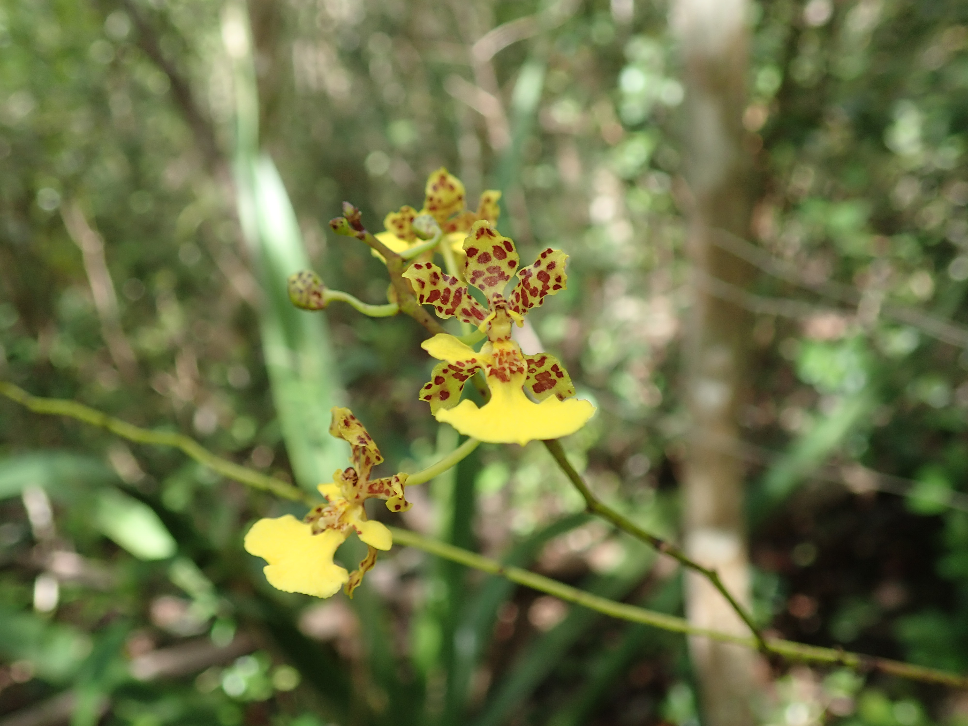 Cohniella juncifolia