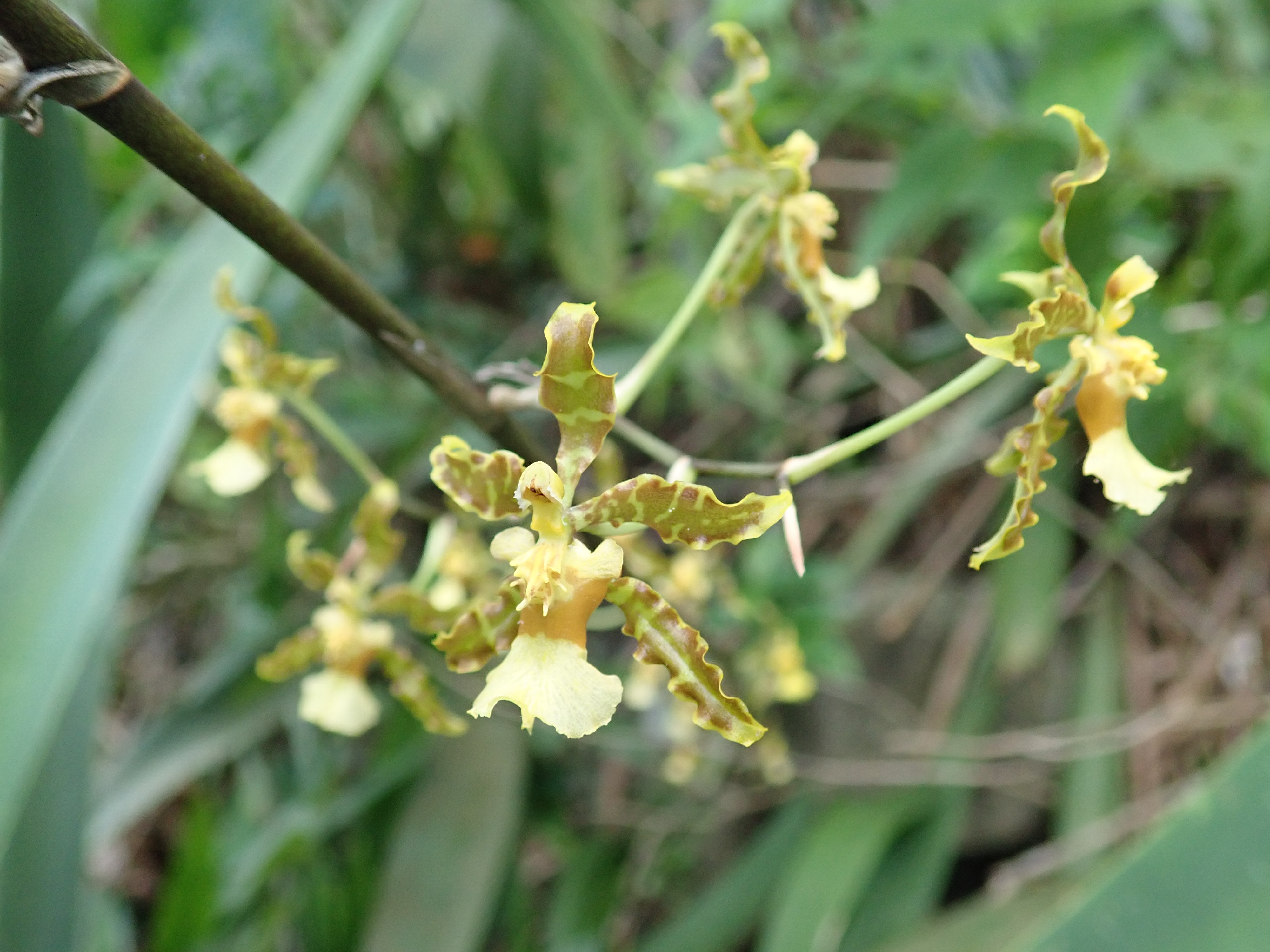 Oncidium altissimum