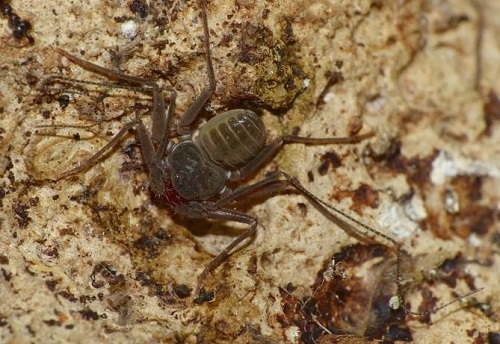 <i>Charinus martinicensis</i> Charinus martinicensis