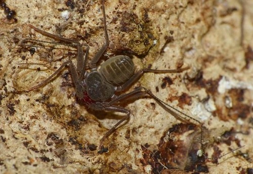 <i>Charinus martinicensis</i>