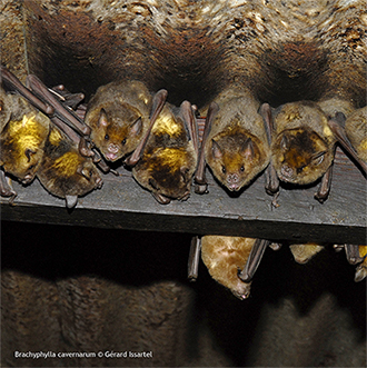Chauves-souris (Brachyphylles des cavernes)