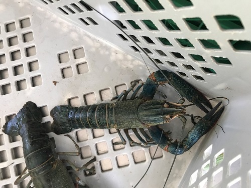 Cherax quadricarinatus