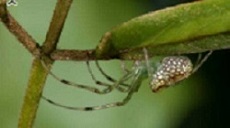 <i>Chrysometa eugeni</i> Chrysometa eugeni