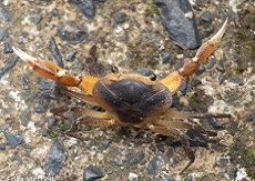 Cirrique de rivière <i>Guinotia dentata</i>