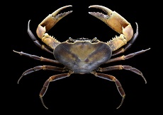 Cirique de rivière Guinotia dentata