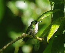 Colibri à tête bleue femelle