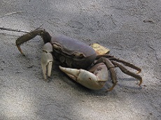 Crabe de terre Cardisoma guanhumi