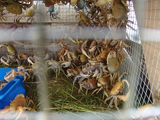 Crabe de terre Cardisoma guanhumi