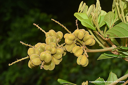 Cupania americana L.