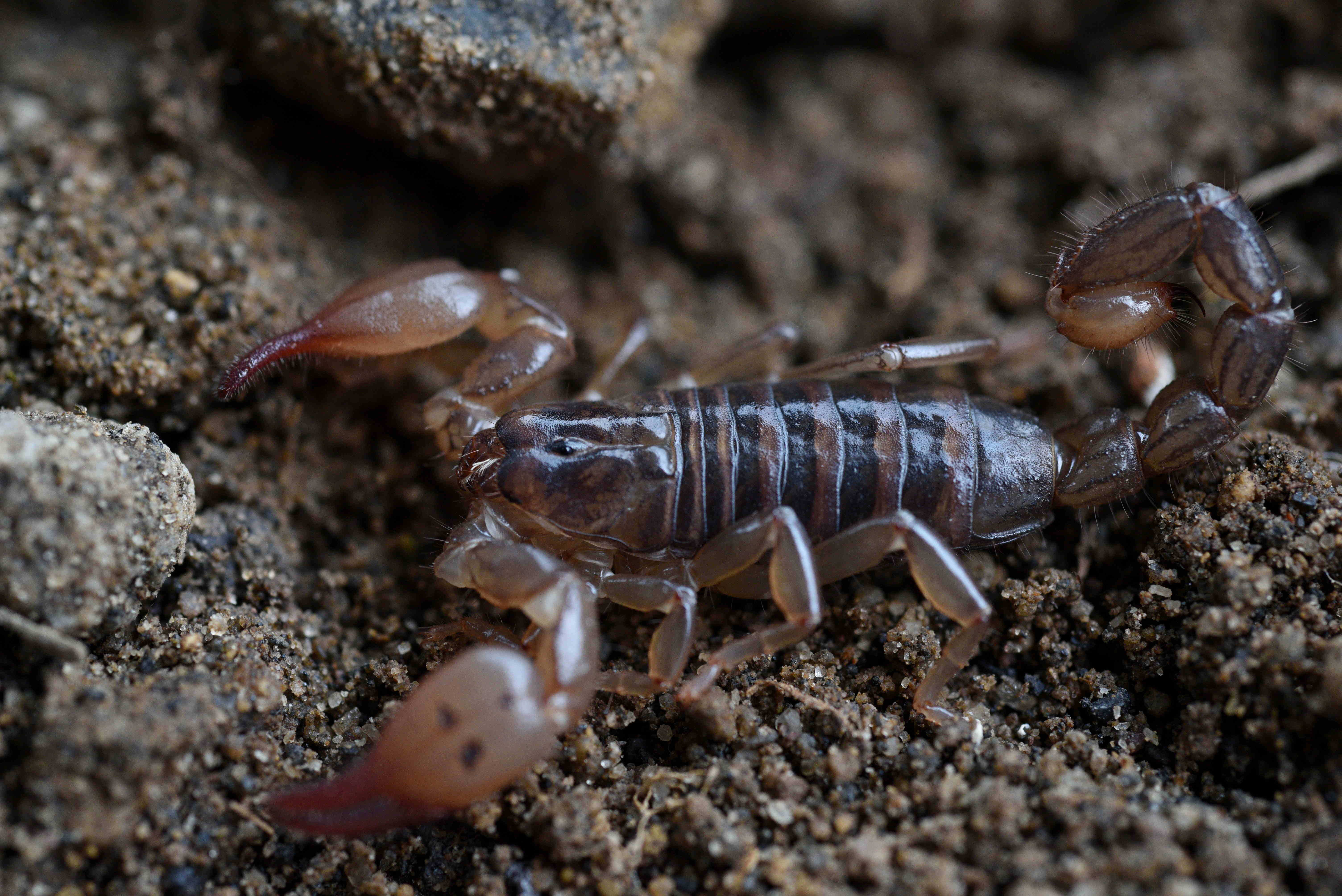 <i>Didymocentrus martinicae</i> Didymocentrus martinicae