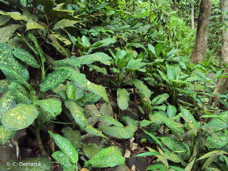 Dieffenbachia seguine